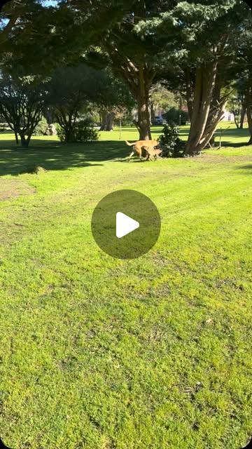 Perro de K-Nine MDQ entrenando en un espacio verde
